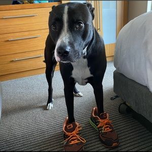 Meet your Posher, Brandon